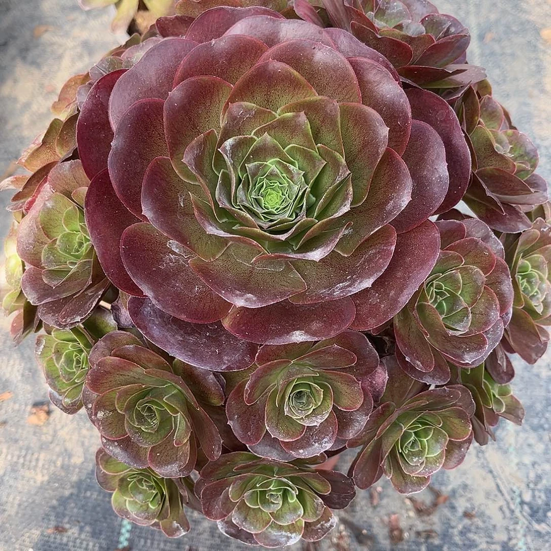 魅金玫瑰法师多肉植物漂亮