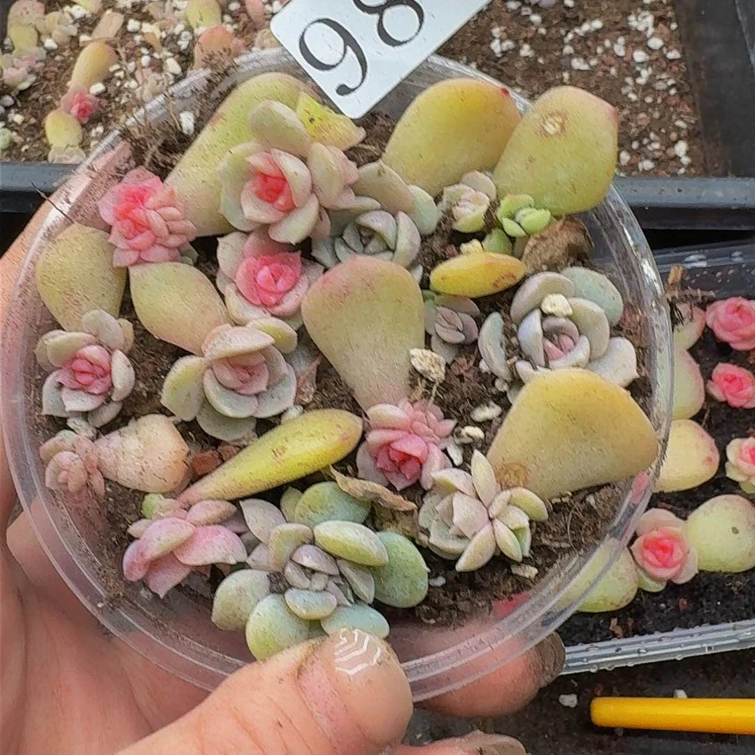 富****）多肉植物多肉植物987