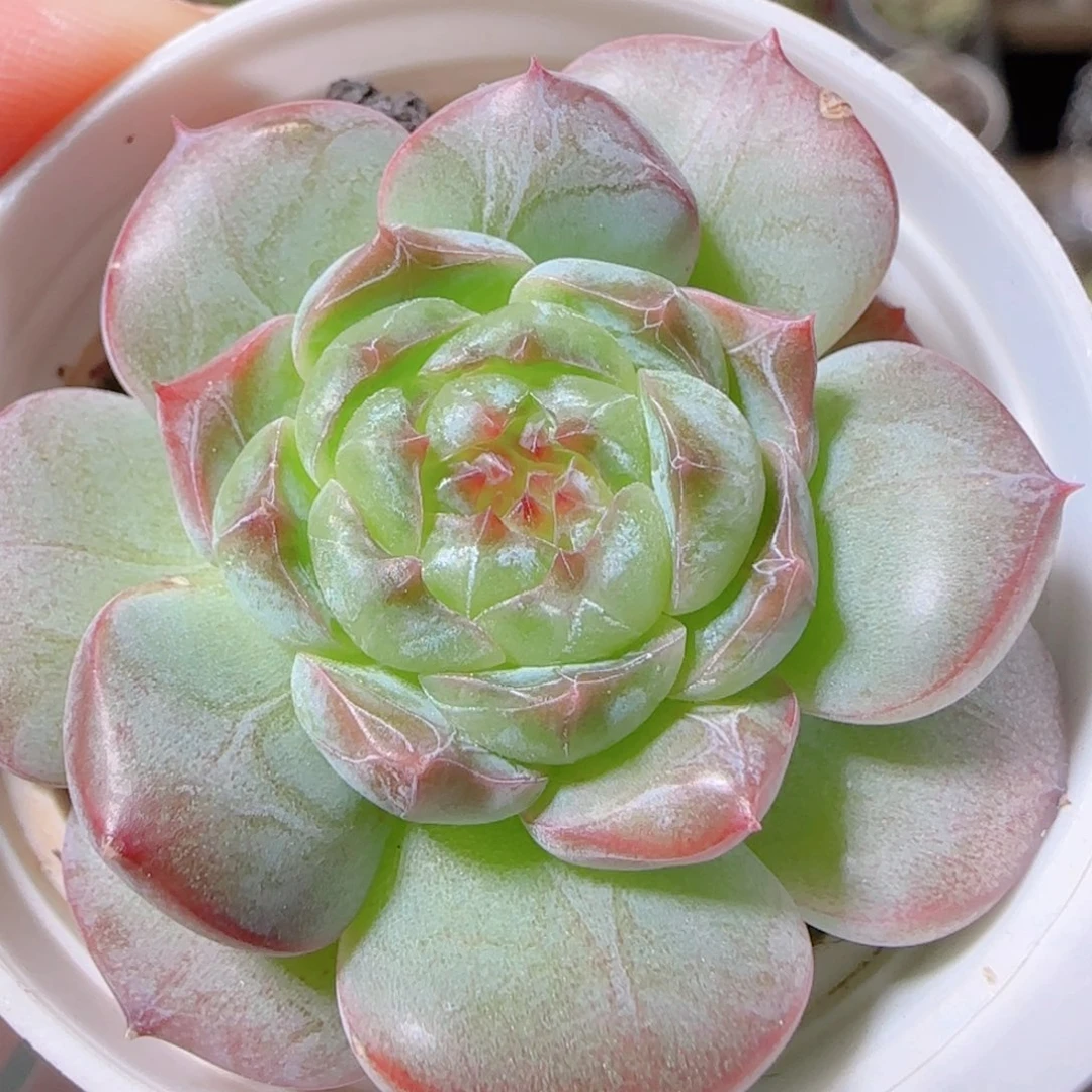 花语逸镜1102-220溏心珍妮