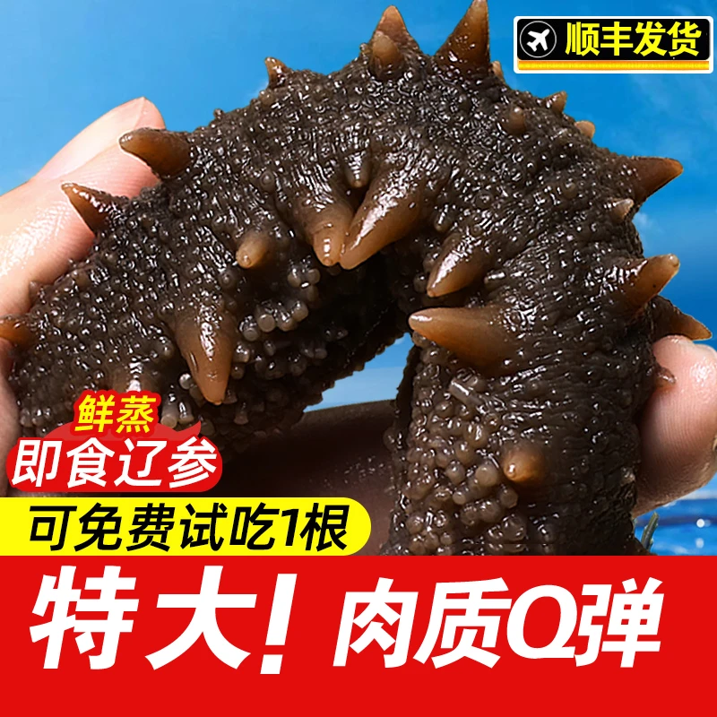 【劲道口感】7-9头鲜食海参独立包装品质保证顺丰发货精品