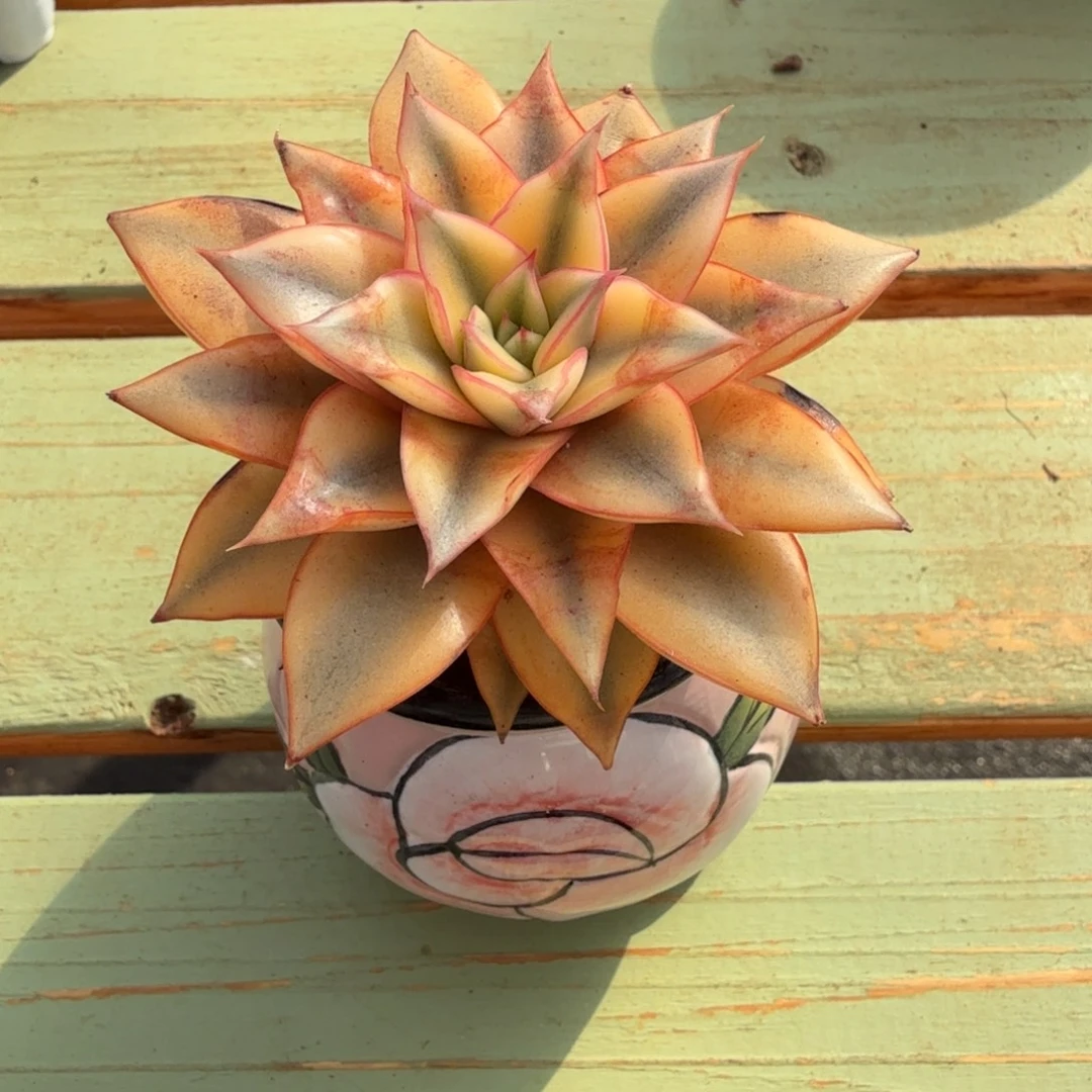 麒麟座锦锦上园艺一物一拍