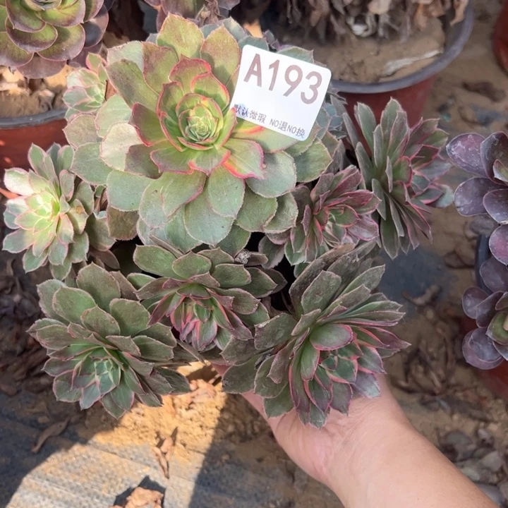 莲花座微瑕多肉植物193.