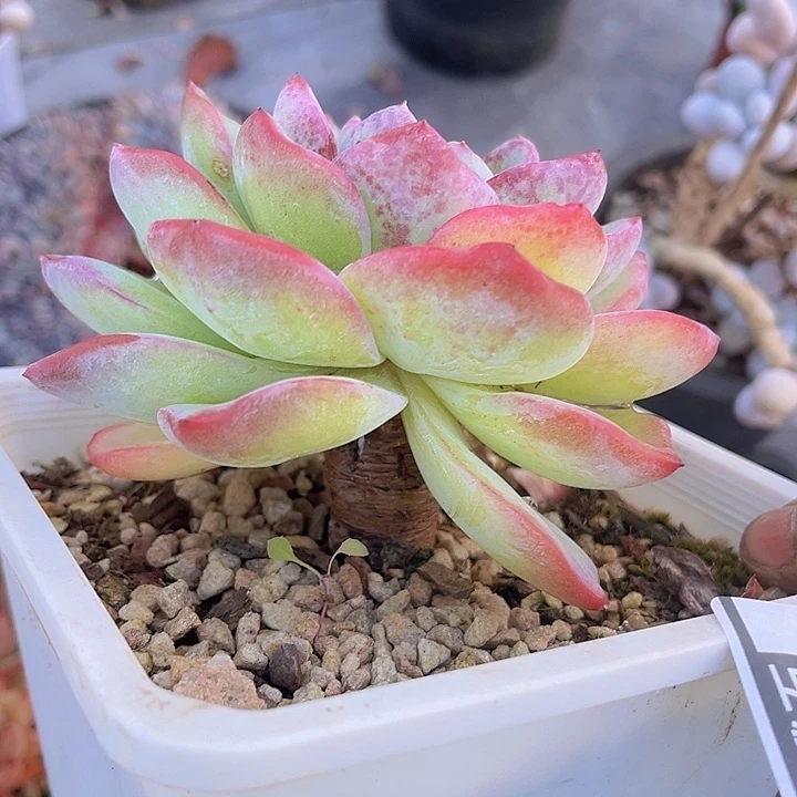 泡芙12168多肉植物
