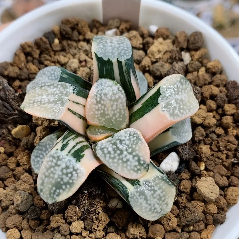 【闪购商品】睡****229点点