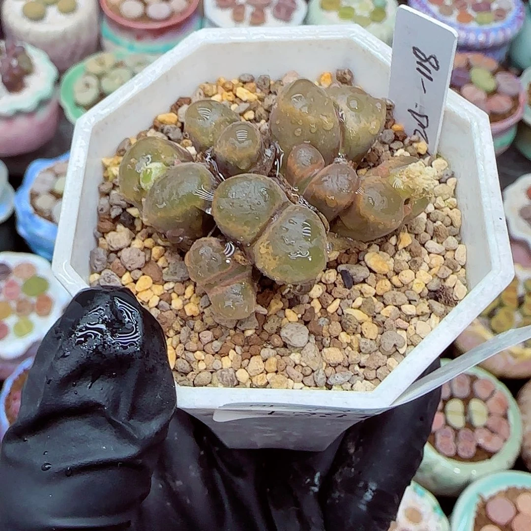 生石花满18包邮1231-55