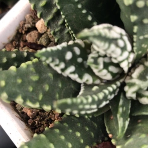 8**5凸尤普米拉侧牙无根