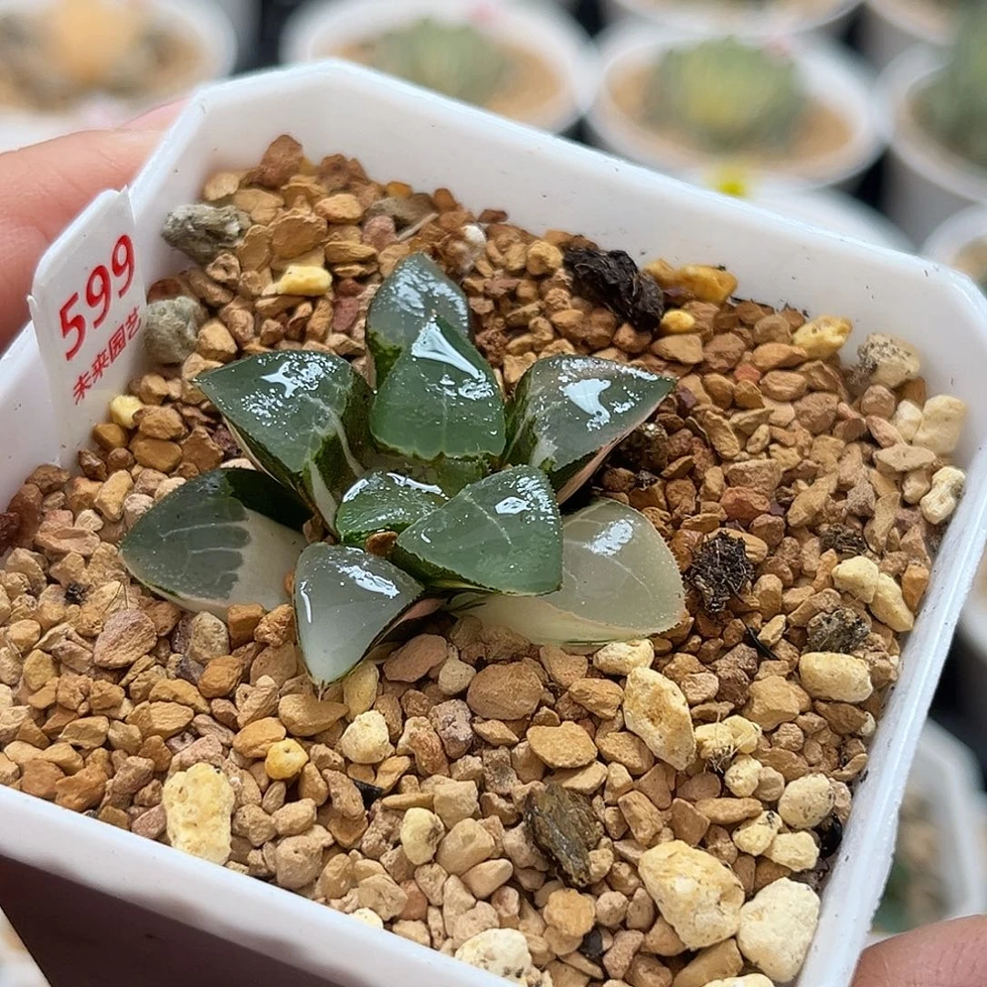 599木叶克锦福利福利