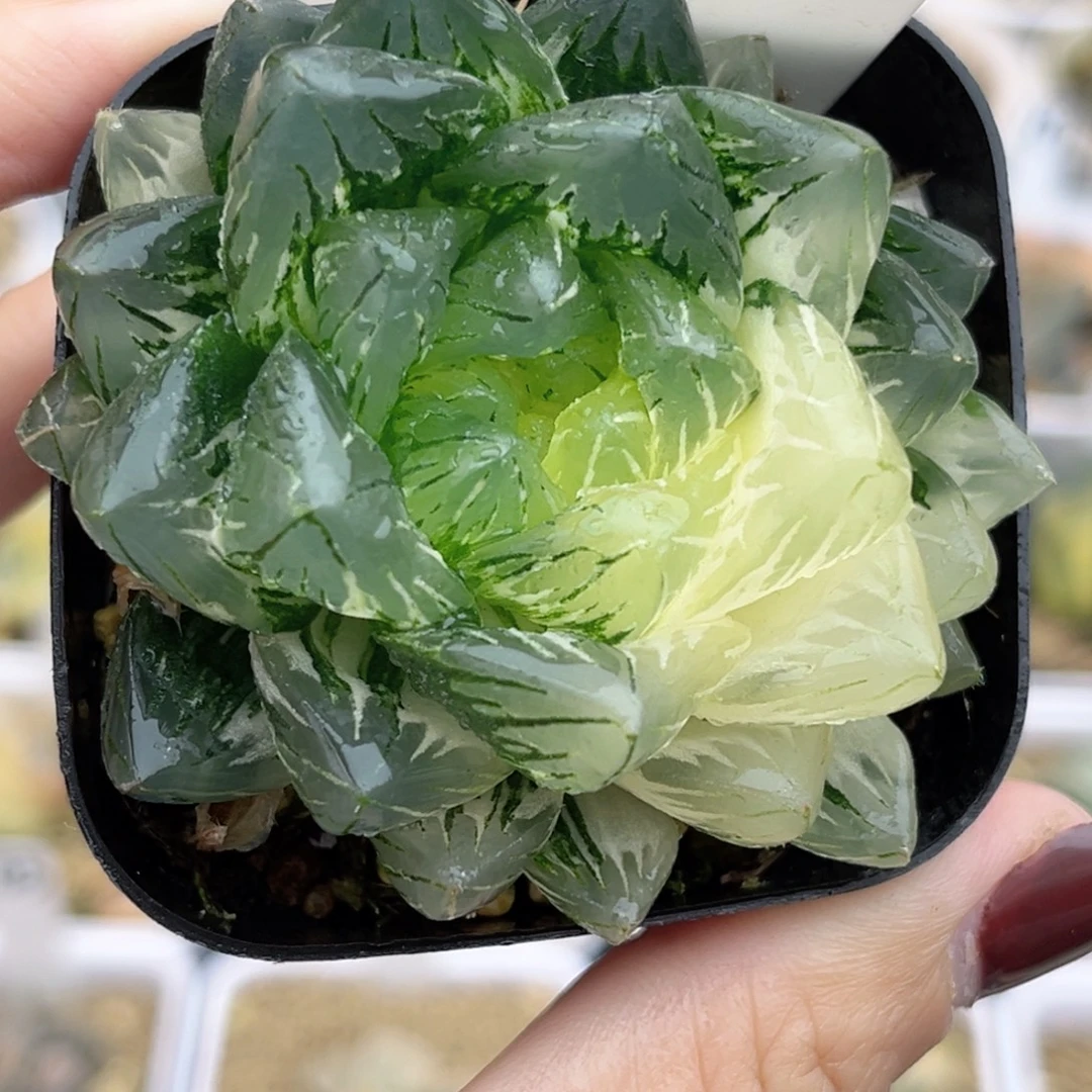 113大窗龙鳞玉露锦福利专场