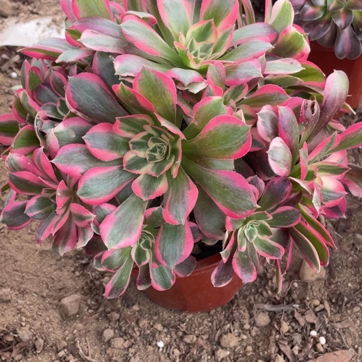 无花朵487多肉植物粉女郎