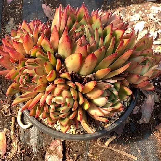 舍*每日特价活动开始啦