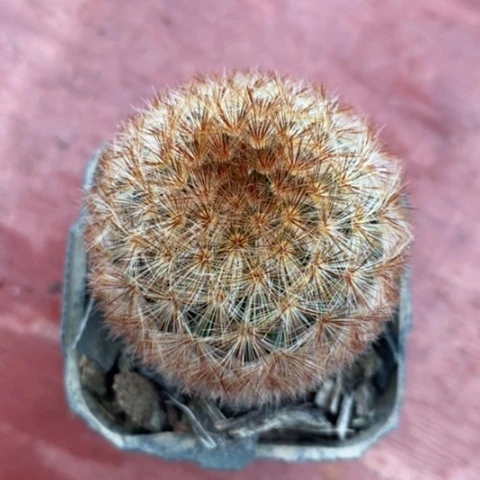 红刺嘉文丸4仙人球