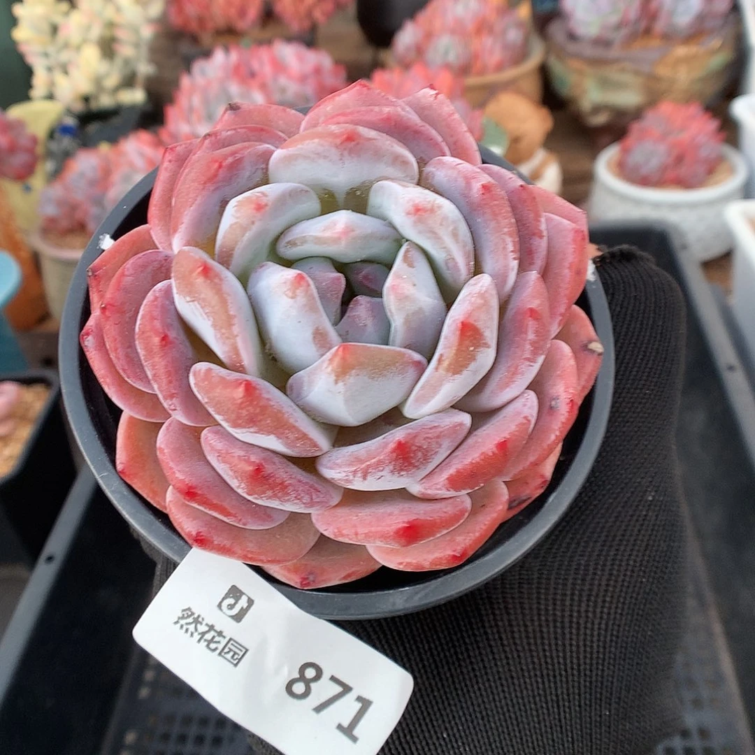 871星影多肉植物66666