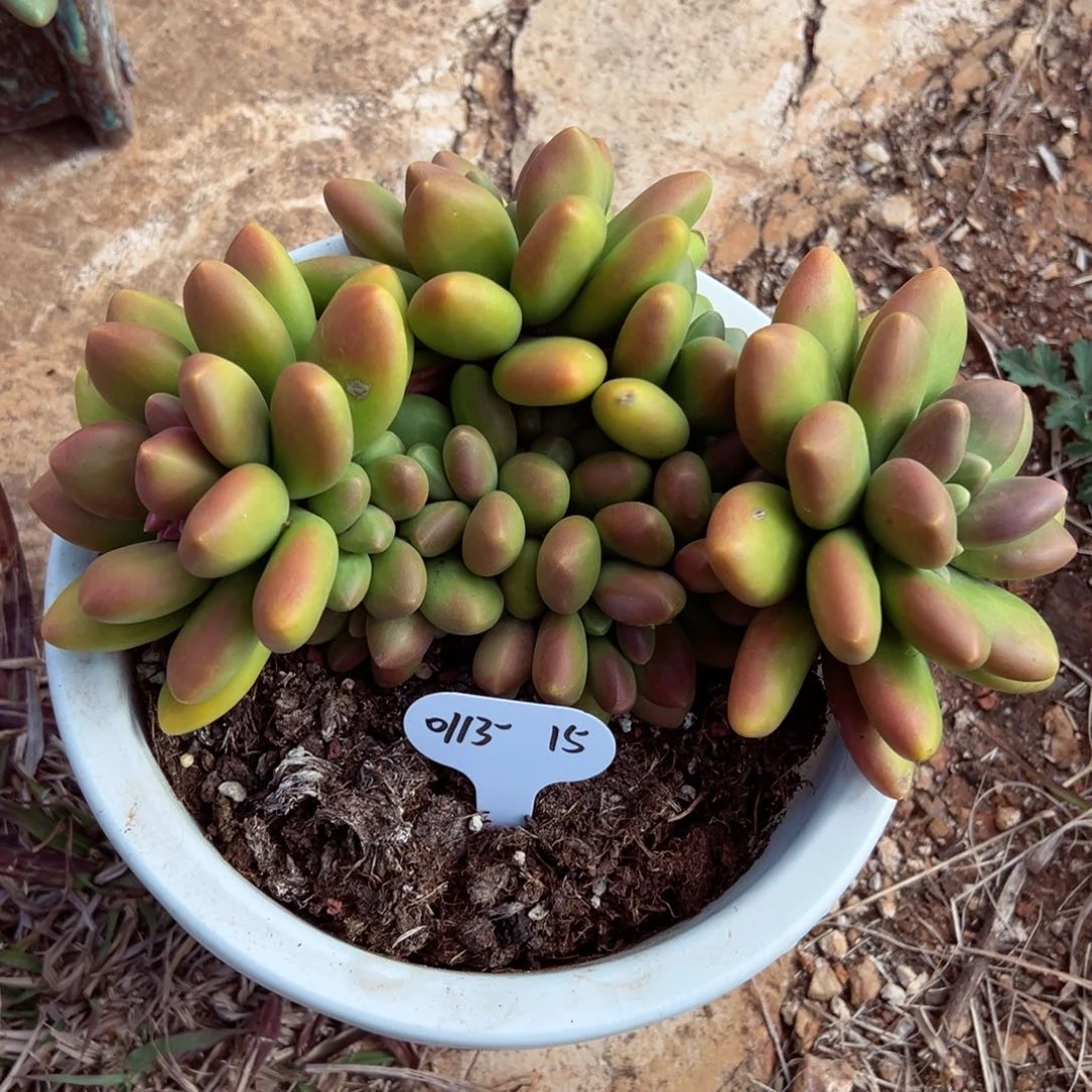 ?****0113-15芒果奶群