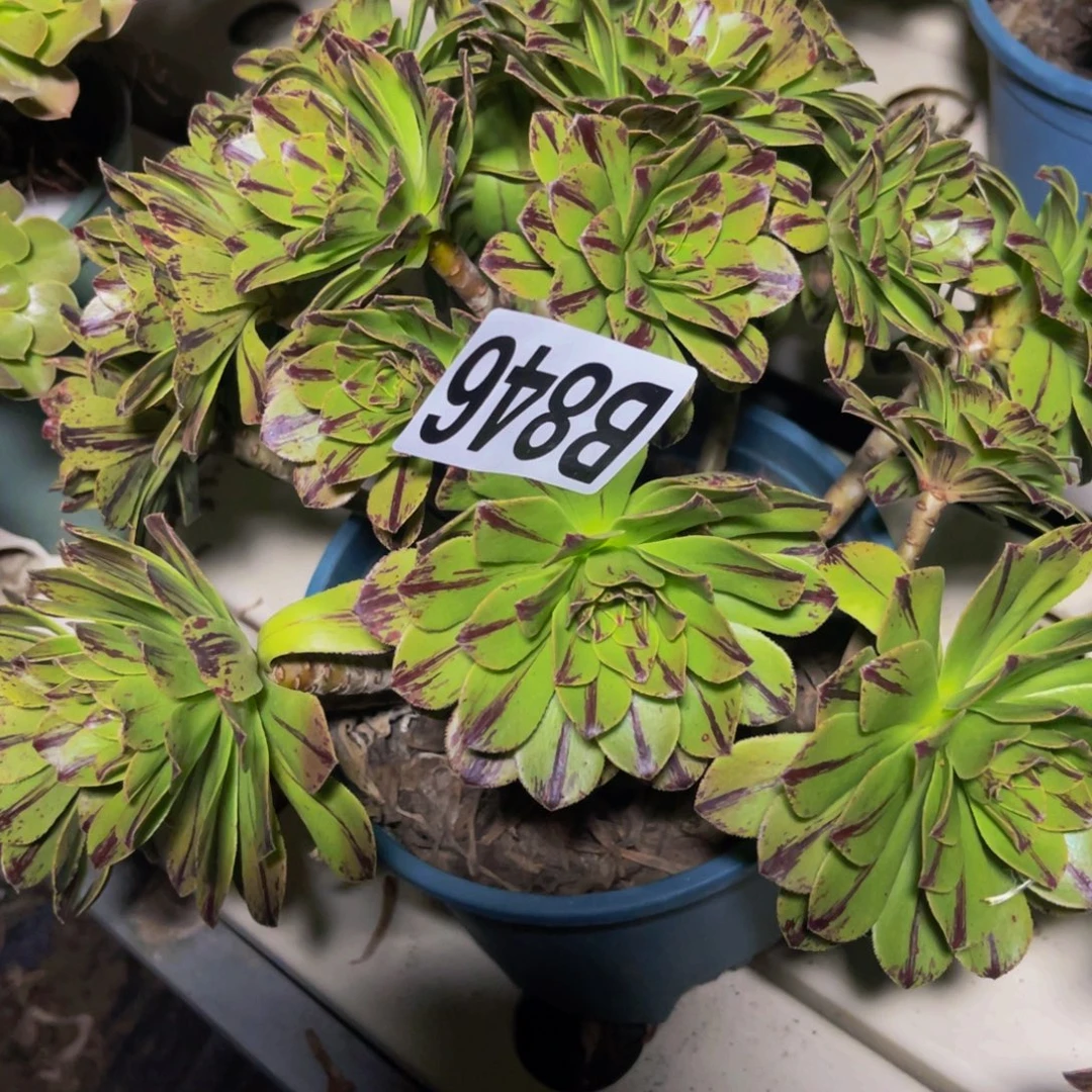 必火法师7/-41包邮