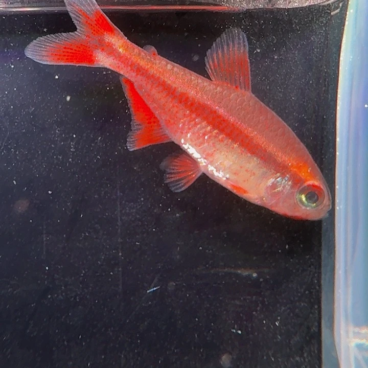 x***o灯科鱼左下缸-2 大血魔2.5cm左右 1条