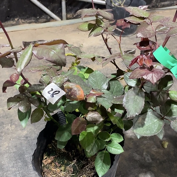 少量花朵（建议范围：2朵-5朵 或40%以下）28胭脂扣