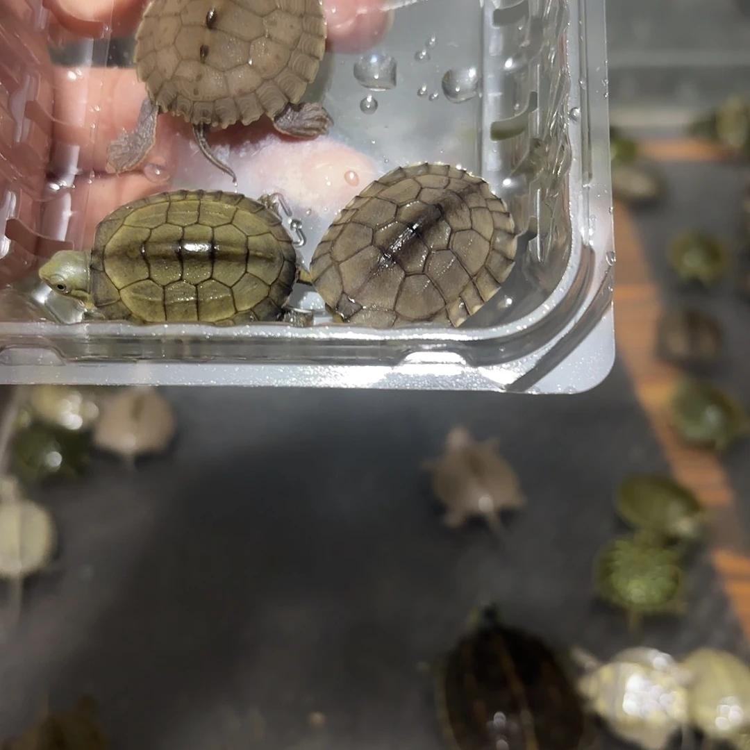 母绿毛龟小青123466