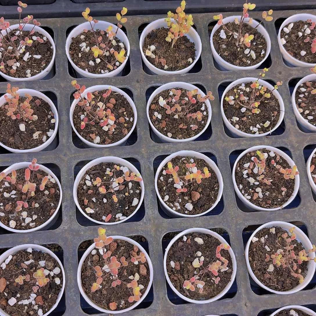 实生糖球一颗量拍