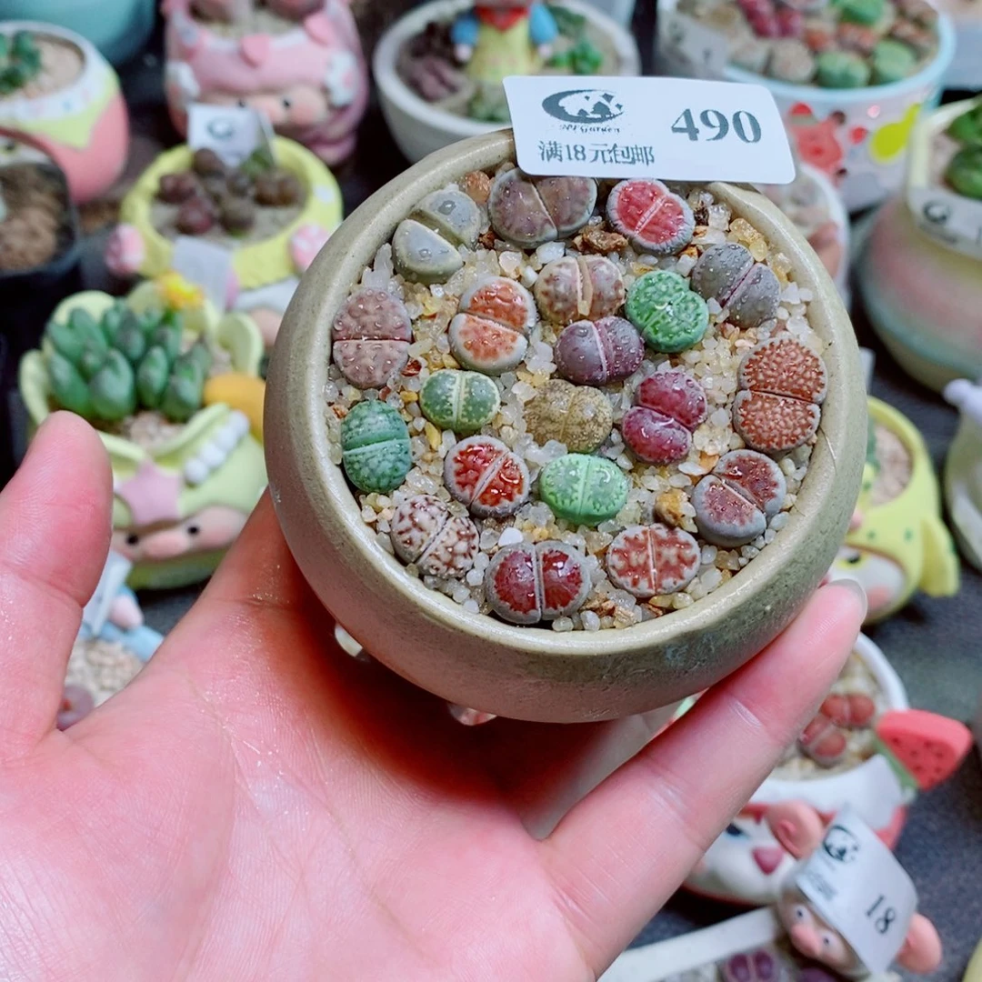 生石花花花花花490