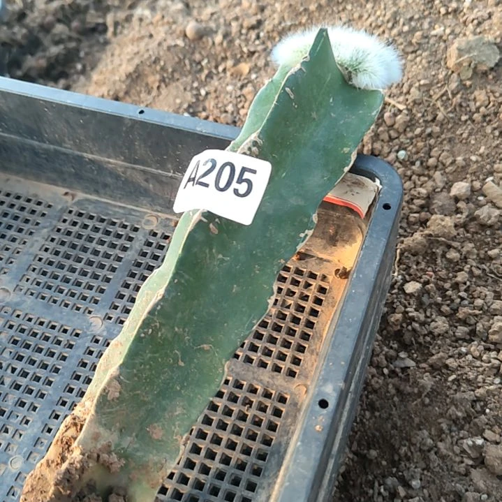 ঞ***诺福袋礼品火龙缀化205