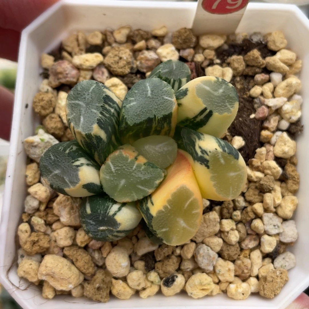 小蔡的菜园79om万象锦