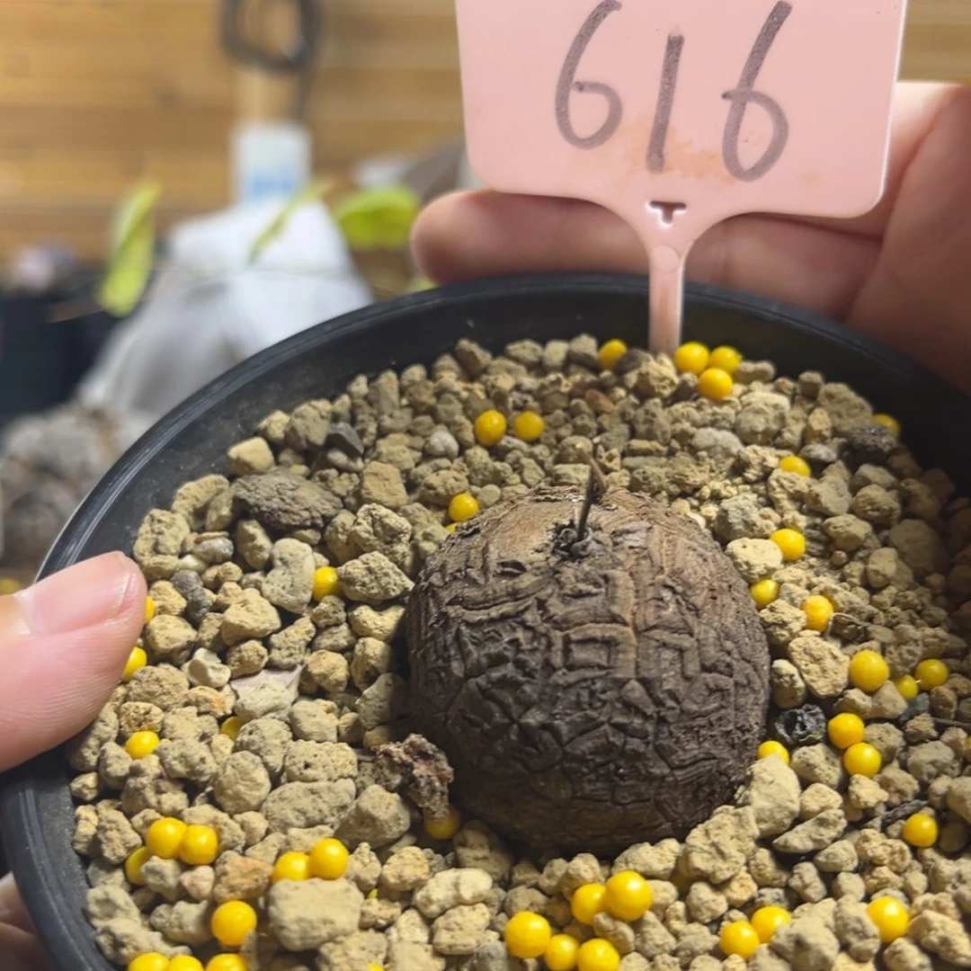 616南非龟甲龙12345