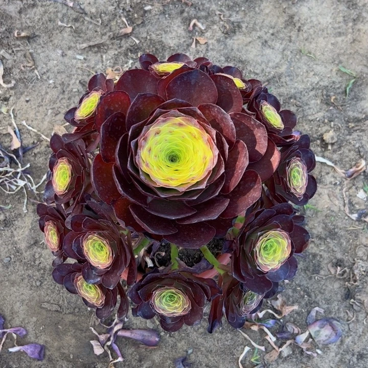 19.9魅金玫瑰一棵