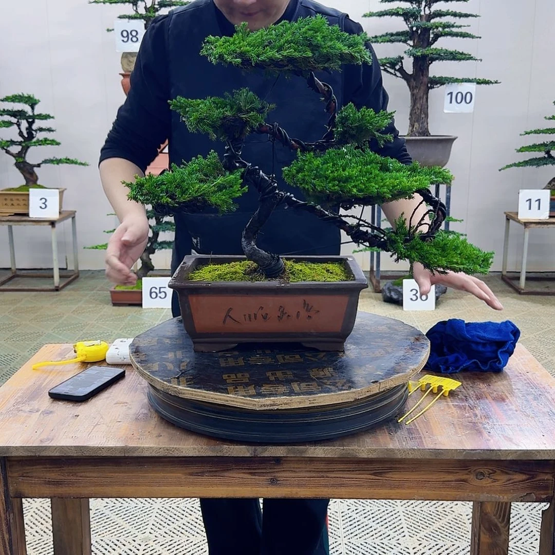 无花朵柏树造型盆景