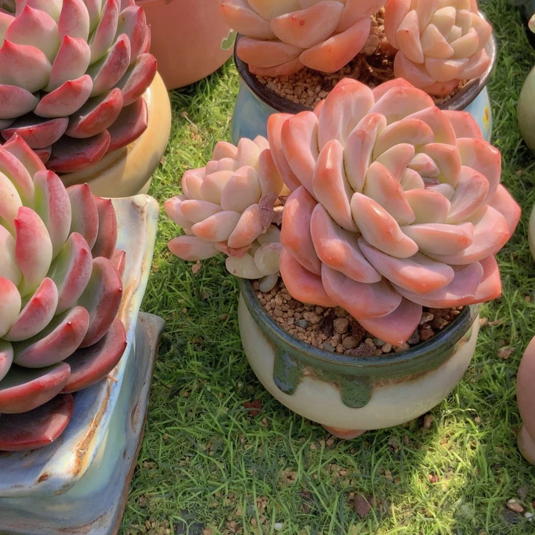 可****子冰玉群一颗