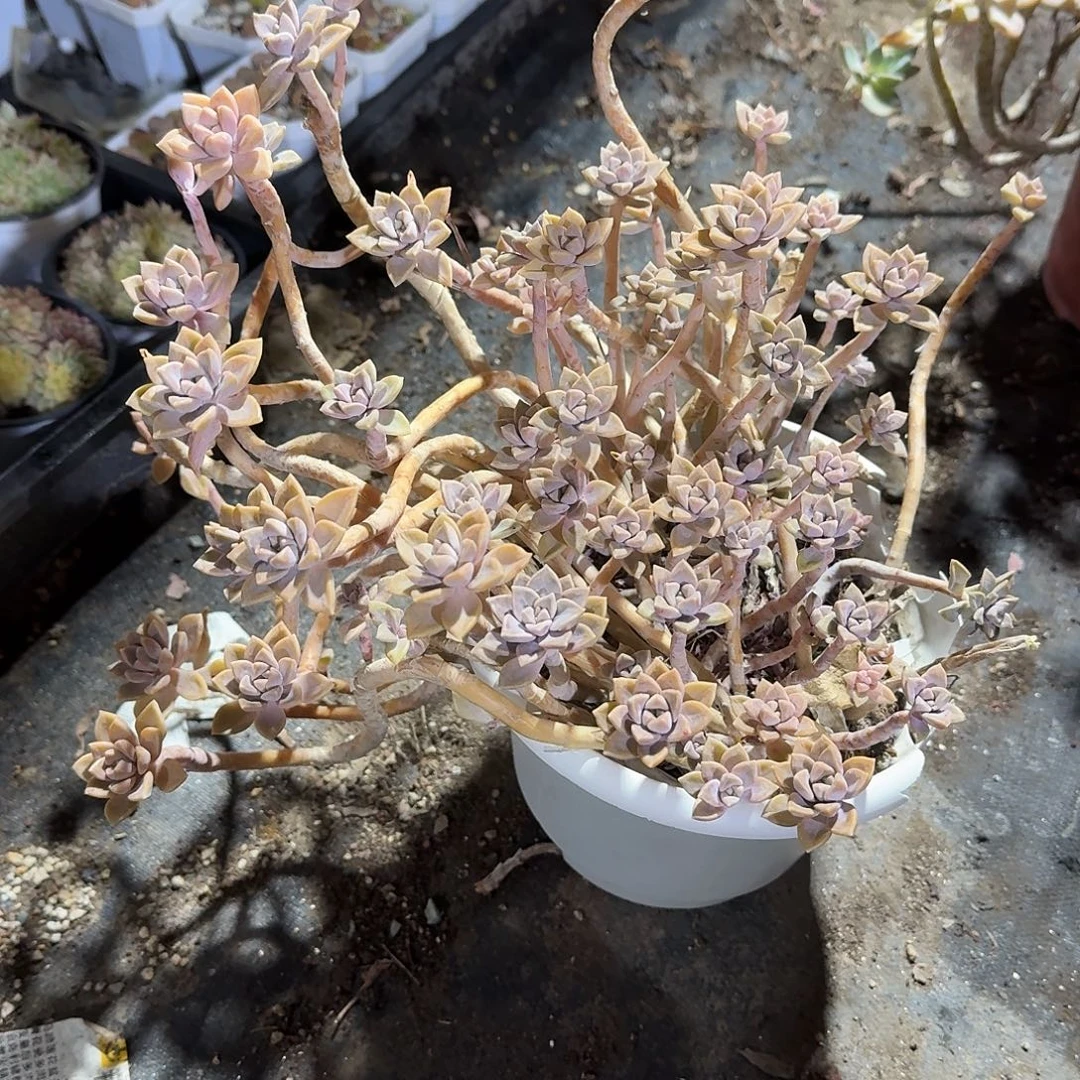 阿伦赔悬崖装多肉植物