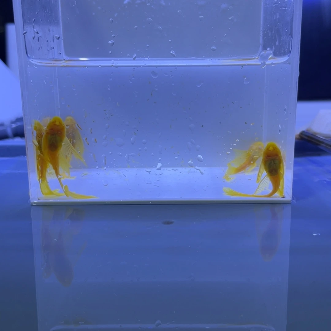 孔雀鱼大帆5条开箱视频报损