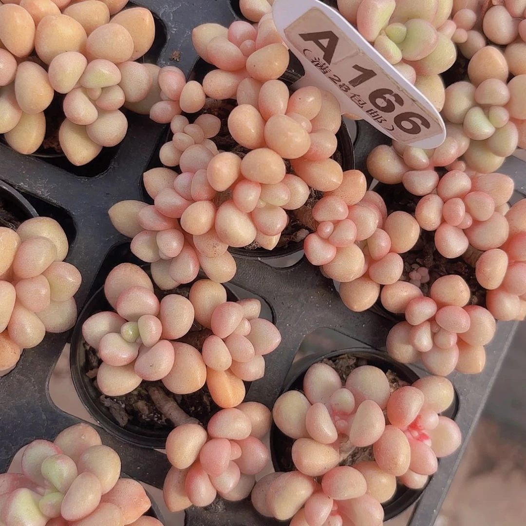 A166先锋派一物一拍