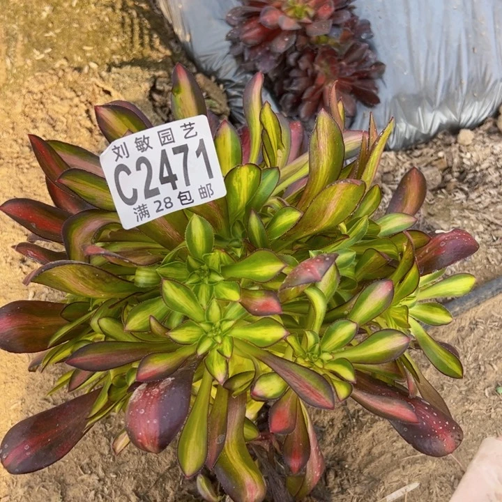 爱马仕中斑多肉植物法师2471