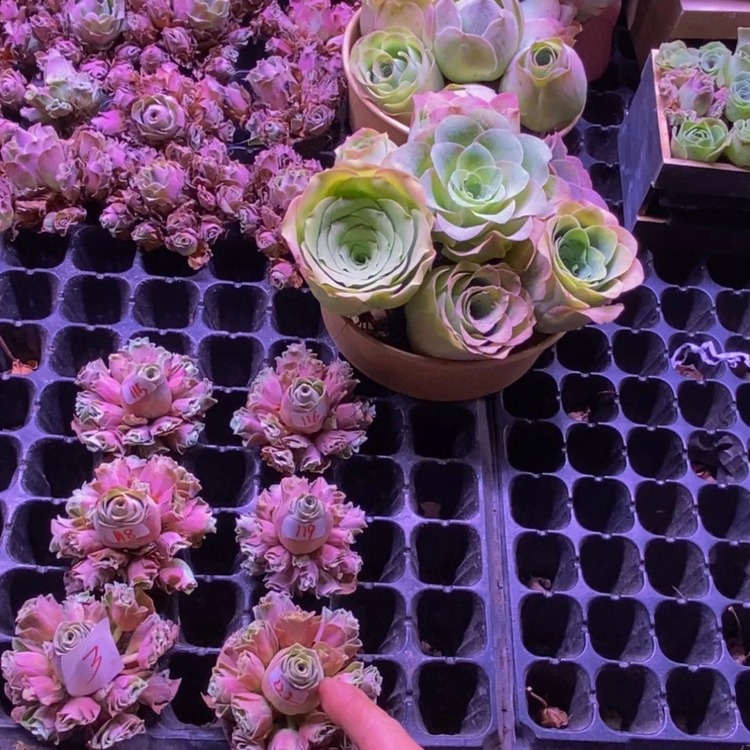 山地玫瑰多肉植物花卉璎珞一颗122