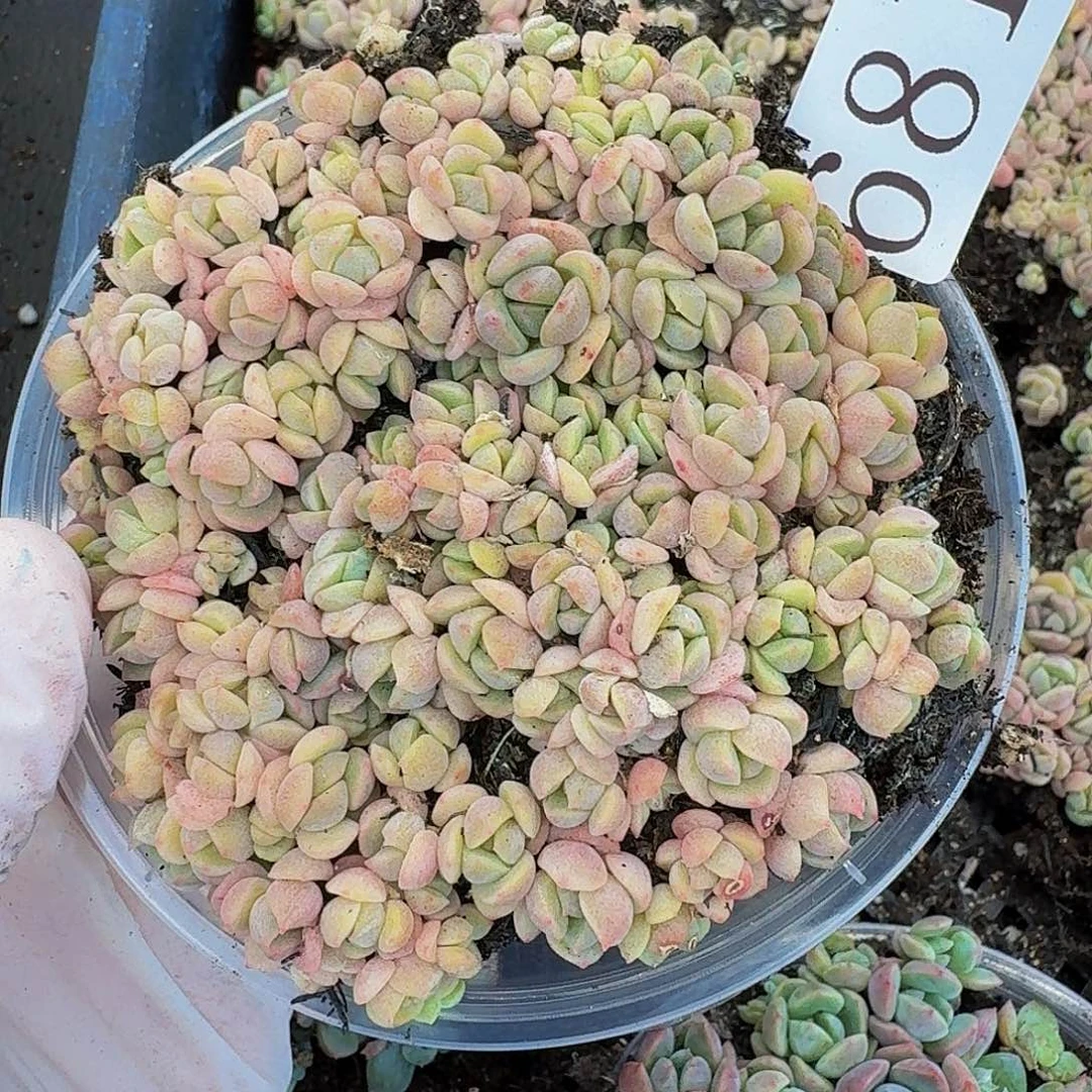 多肉植物多肉植物681