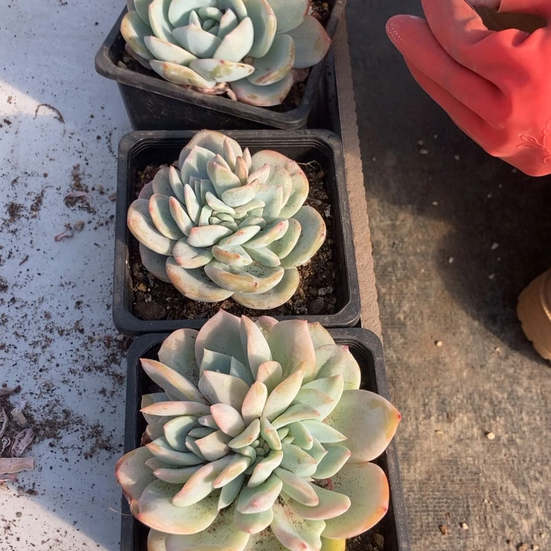 4.64白凤随机一颗