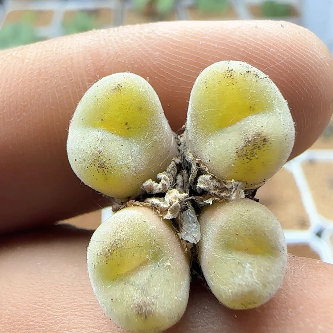 开播福利来啦42238