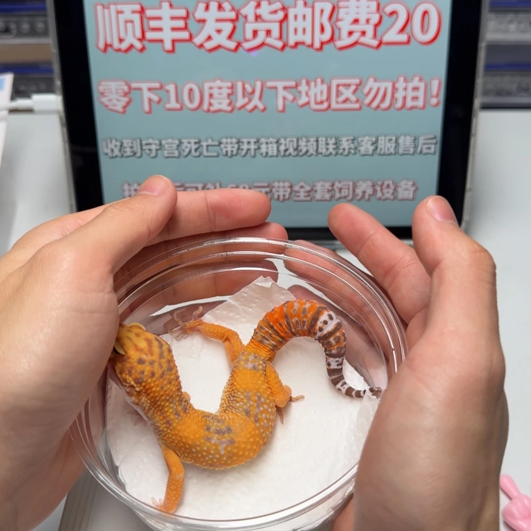 豹纹守宫橘化川普缺钙