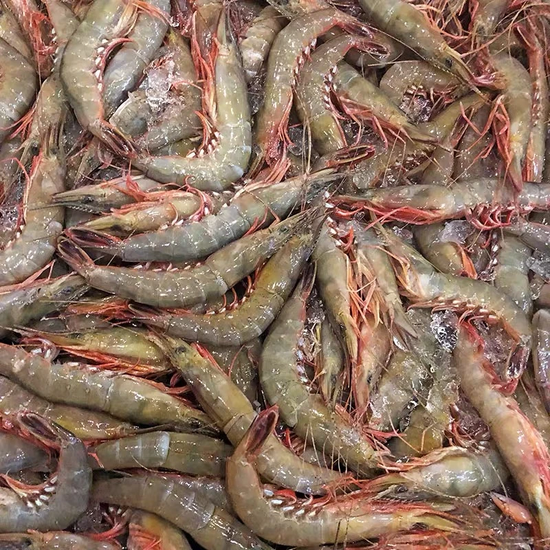 【东海野生小号滑皮虾3斤】1斤100头左右超低温锁鲜发货