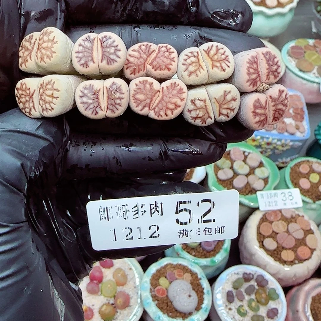 生石花满18包邮1212-52