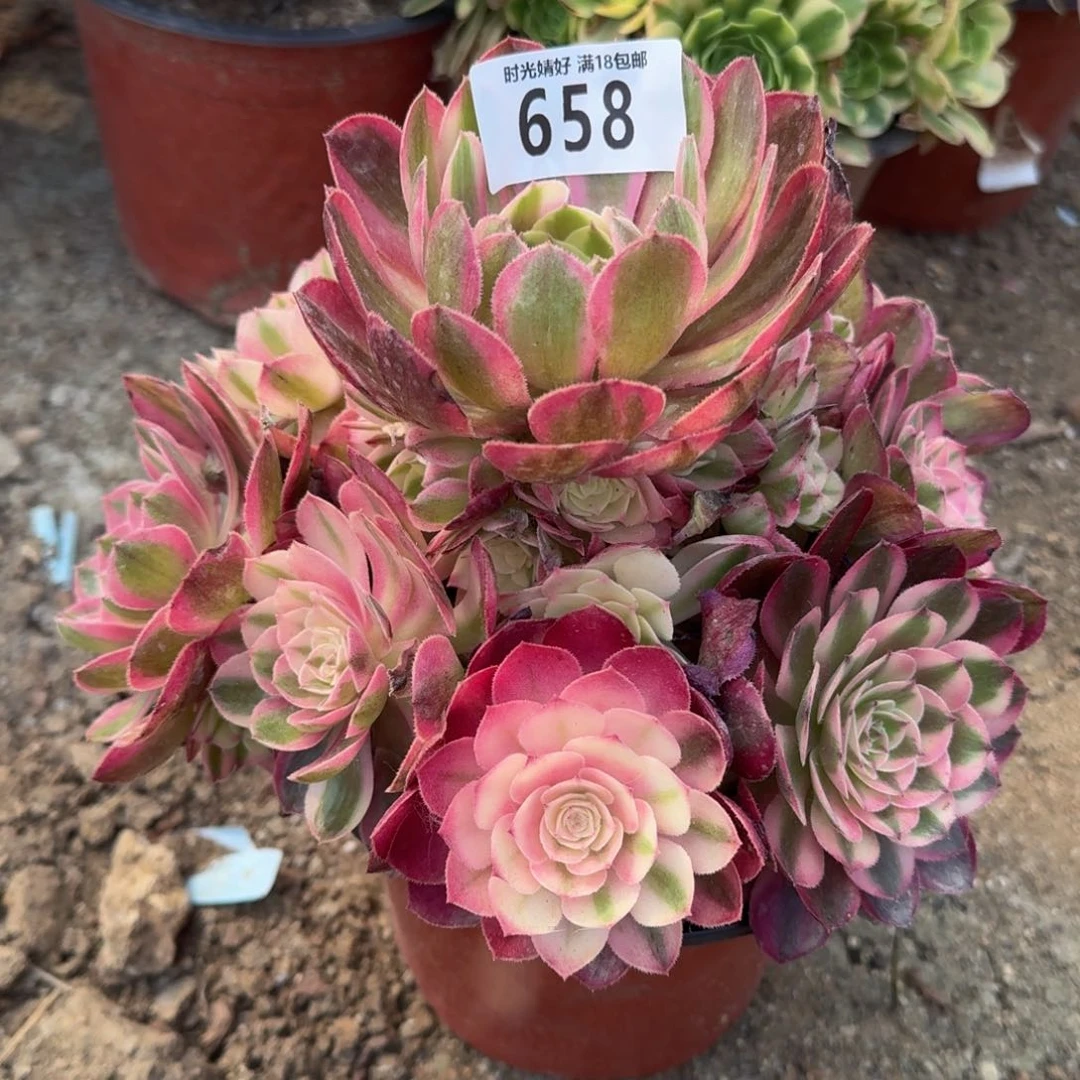 658荔枝多肉植物