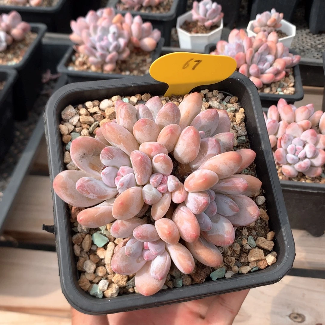 9.5厘米七头香水 老桩 67