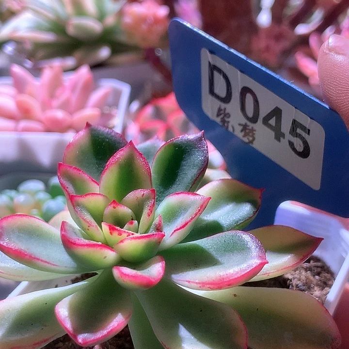 紫梦覆轮锦有根有根