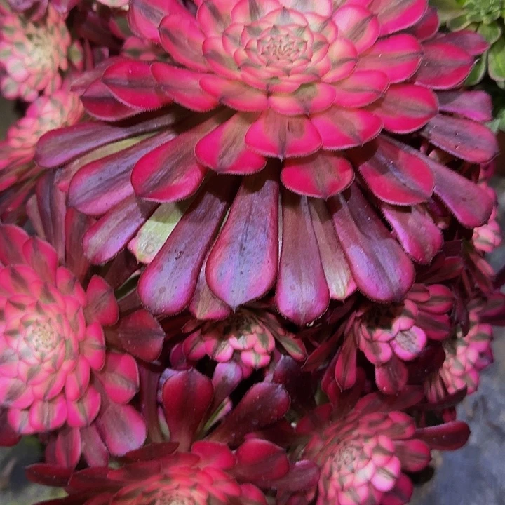 精品红铜壶超白锦捧花特价福利