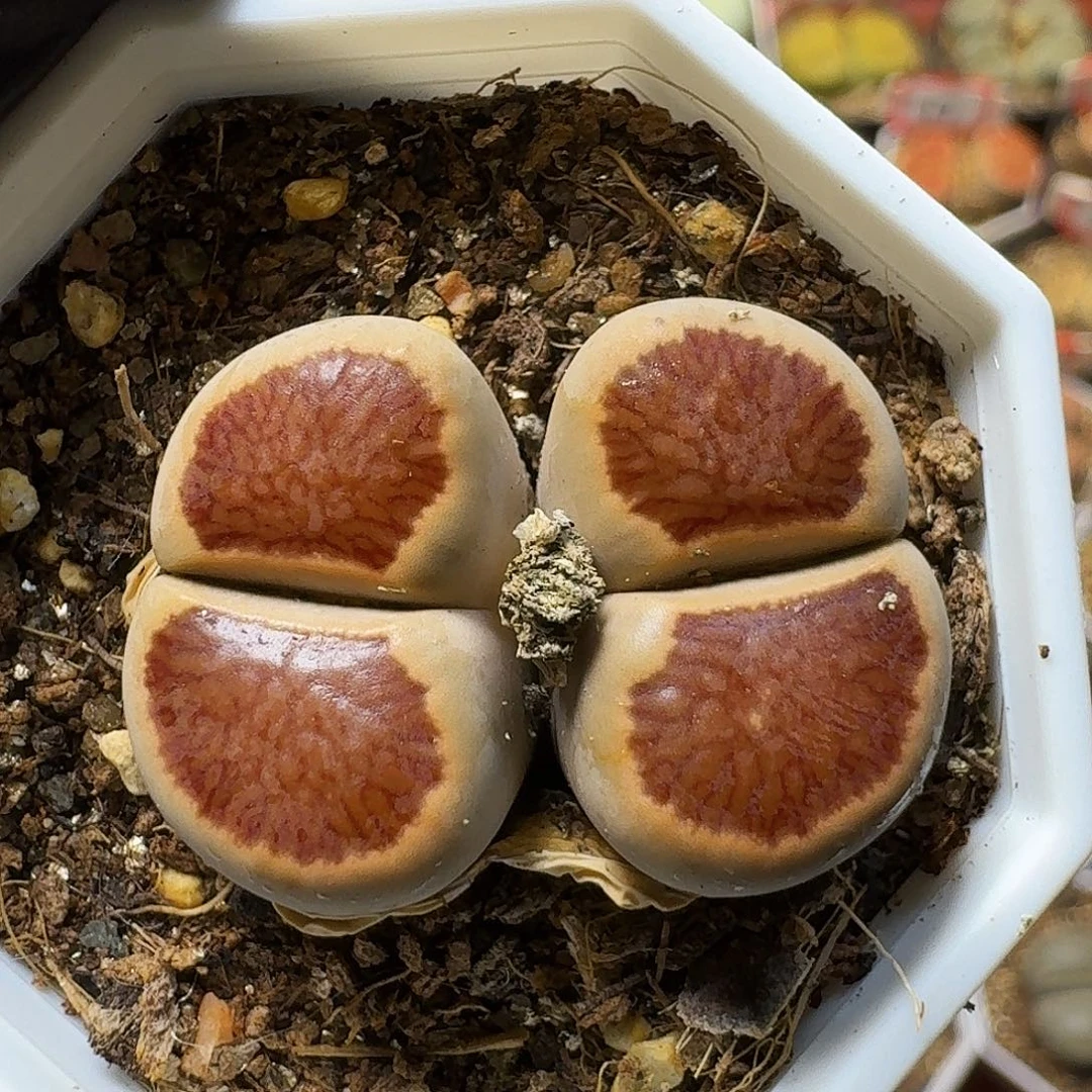 生石花1111。   227