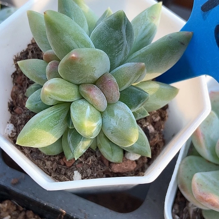 多肉植物重楼群6153