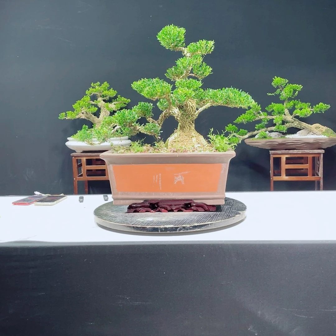 当前无花栽培后可以开花