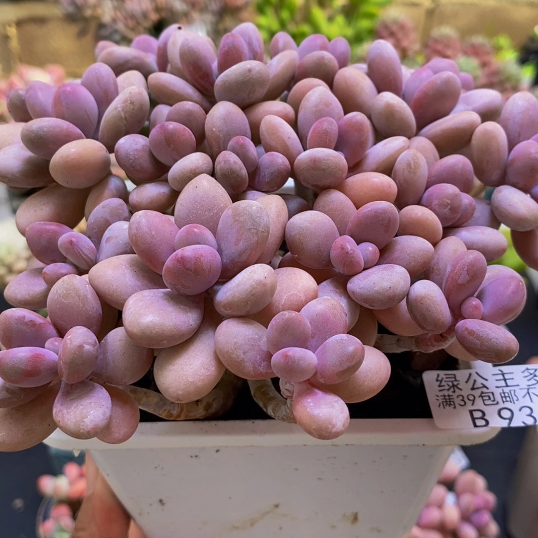 936糖果桃蛋15cm多肉