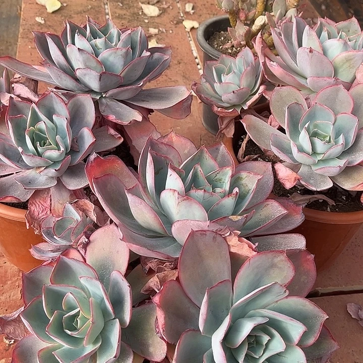 三***)肯尼迪3颗86多肉植物