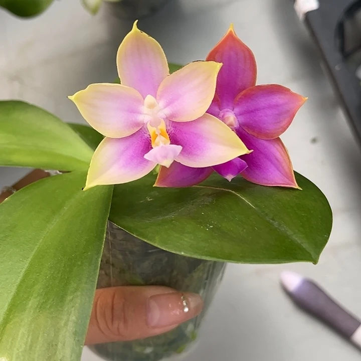 完全开放2.5寸杯洋洋粉玛丽交霓虹灯